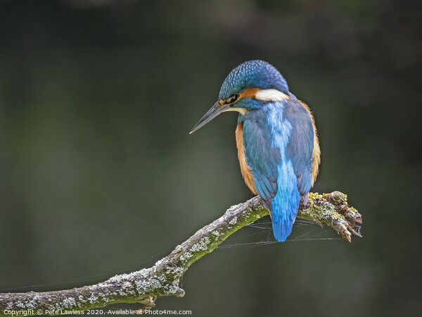 Kingfisher Picture Board by Pete Lawless