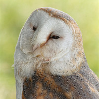 Buy canvas prints of Sleepy Barn Owl by Liz Shewan