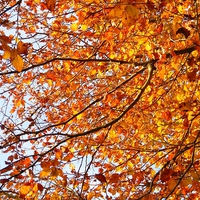 Buy canvas prints of Orange Yellow Autumn Leaves by Liz Shewan
