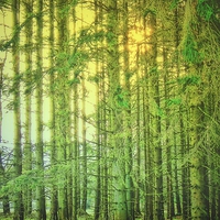 Buy canvas prints of  Magical Woodland by Liz Shewan