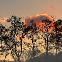 Buy canvas prints of Sunset Glory and Tree Silouettes - Art in Nature by Liz Shewan