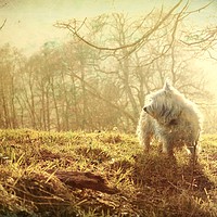 Buy canvas prints of Mystic Westie for West Highland White Terrier Dog  by Liz Shewan