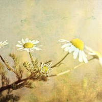 Buy canvas prints of Beach Daisies Sunning Themselves - artsy style by Liz Shewan