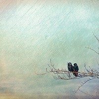 Buy canvas prints of Crow Watch Lovers - artsy style by Liz Shewan