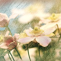 Buy canvas prints of Clematis Pinks and Blues - artsy style by Liz Shewan
