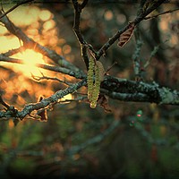 Buy canvas prints of Sunsets and Catkins - Spring is in the Air! by Liz Shewan