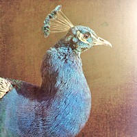Buy canvas prints of Himalayan Peacock - artsy style by Liz Shewan