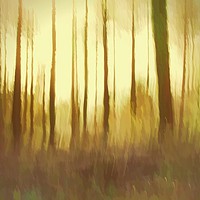 Buy canvas prints of Magical Woodland Shining Light by Liz Shewan