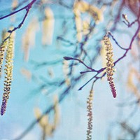 Buy canvas prints of Catkins to Announce the Arrival of Spring by Liz Shewan