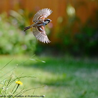 Buy canvas prints of Sparrow Fly By by Mark  F Banks