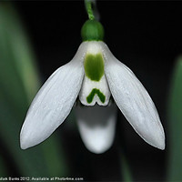 Buy canvas prints of Snow Drop by Mark  F Banks