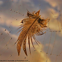 Buy canvas prints of Web Feather by Mark  F Banks