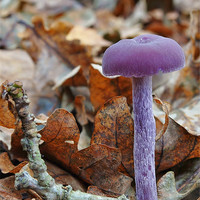 Buy canvas prints of Amethyst Deceiver(Laccaria amethystina) by Mark  F Banks