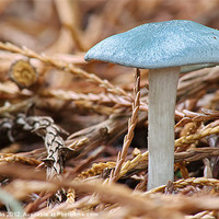 Buy canvas prints of Aniseed Toadstool [ Clitocybe Odora ] by Mark  F Banks