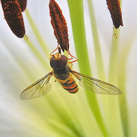 Buy canvas prints of Hoverfly by Mark  F Banks