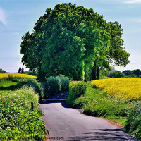 Buy canvas prints of Country Lane by Mark  F Banks