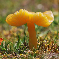 Buy canvas prints of Butter Waxcap  [ Hygrocybe ceracea ] by Mark  F Banks