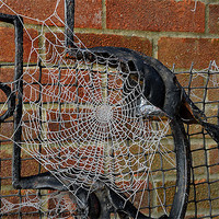 Buy canvas prints of Frozen Spider Web by Mark  F Banks