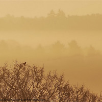 Buy canvas prints of Early Bird by Mark  F Banks
