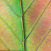 Buy canvas prints of Leaf Detail by Mark  F Banks