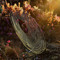 Buy canvas prints of Spiderweb in the Evening Sun by Mark  F Banks
