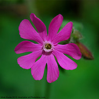 Buy canvas prints of Red Campion by Mark  F Banks
