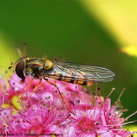 Buy canvas prints of Hoverfly  [Episyrphus balteatus] by Mark  F Banks