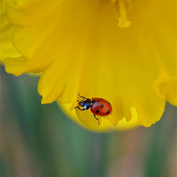 Buy canvas prints of Ladybird on Daffodil by Mark  F Banks