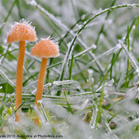 Buy canvas prints of Frosty Shrooms by Mark  F Banks