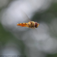 Buy canvas prints of Hoverfly Inflight by Mark  F Banks