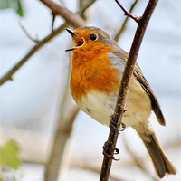 Buy canvas prints of Robin by Mark  F Banks