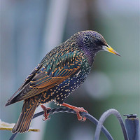 Buy canvas prints of Starling by Mark  F Banks