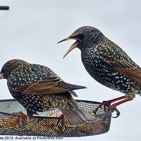 Buy canvas prints of Starlings feeding by Mark  F Banks