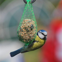 Buy canvas prints of Blue tit by Mark  F Banks