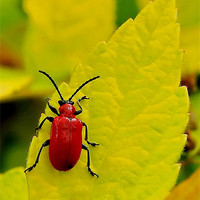 Buy canvas prints of Cardinal Beetle by Mark  F Banks