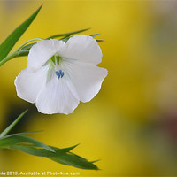 Buy canvas prints of Flax by Mark  F Banks