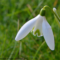 Buy canvas prints of Snowdrop by Mark  F Banks