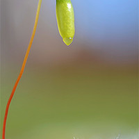 Buy canvas prints of Seed Pod by Mark  F Banks