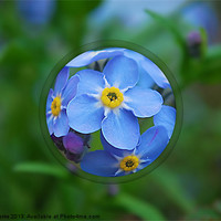 Buy canvas prints of Forget-me-nots by Mark  F Banks