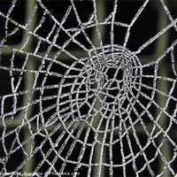 Buy canvas prints of Frozen Web by Mark  F Banks