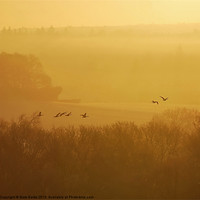 Buy canvas prints of Geese At Sunrise by Mark  F Banks
