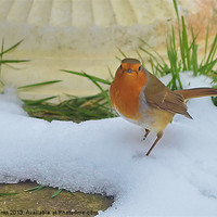 Buy canvas prints of Snow Robin by Mark  F Banks