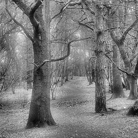 Buy canvas prints of Woodland path by Mark  F Banks