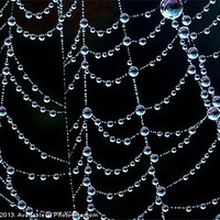 Buy canvas prints of Natures Jewellery by Mark  F Banks