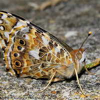 Buy canvas prints of Painted Lady Resting by Mark  F Banks
