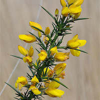 Buy canvas prints of Gorse Flowers by Mark  F Banks