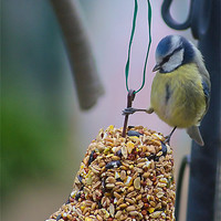 Buy canvas prints of Blue Tit by Mark  F Banks