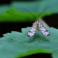 Buy canvas prints of Scorpion fly by Mark  F Banks