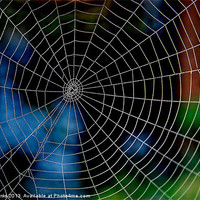 Buy canvas prints of Spiderweb by Mark  F Banks
