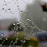 Buy canvas prints of Dewy Spiderweb by Mark  F Banks